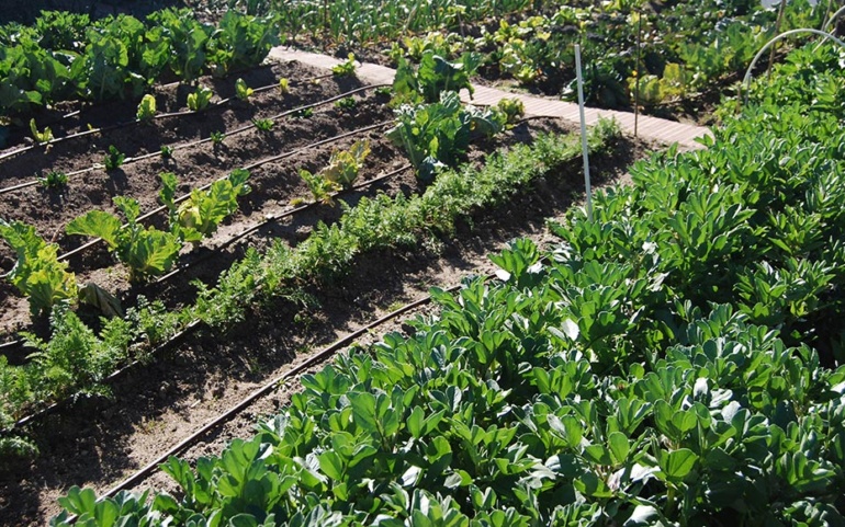 El Ayuntamiento abre hoy el plazo de solicitud de huertos urbanos