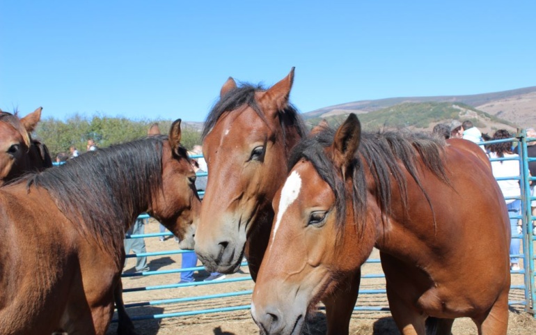 Abierto el plazo de inscripción en la Feria de Ganado de San Mateo