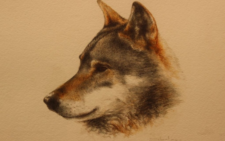 Nacho Zubelzu expone sus ilustraciones de fauna salvaje en La Casona