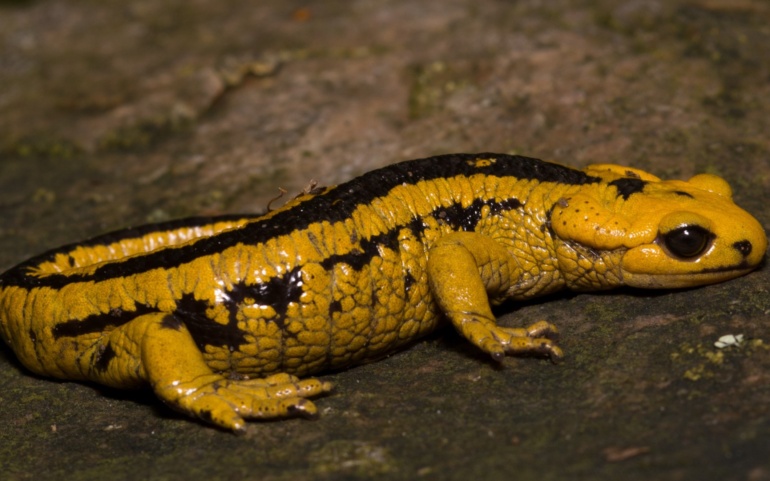 Abierto el plazo de inscripción en el Curso teórico-práctico de Herpetología