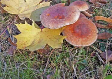 Nueva cita para los amantes de la micología