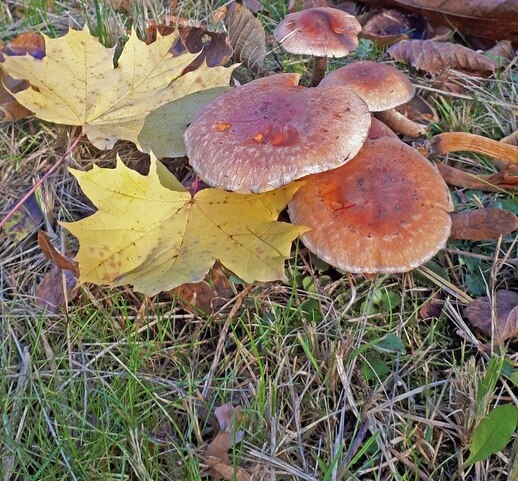 Nueva cita para los amantes de la micología