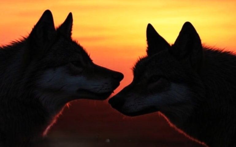 La Casona acogerá este viernes la charla y la proyección del documental “Cantabria, territorio de lobos”