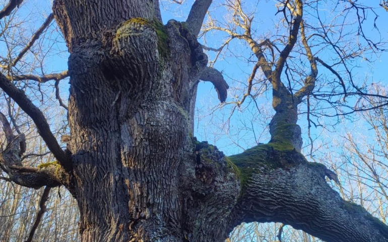 Organizada una excursión a los robles centenarios de Bustillo del Monte y un Taller de Micología