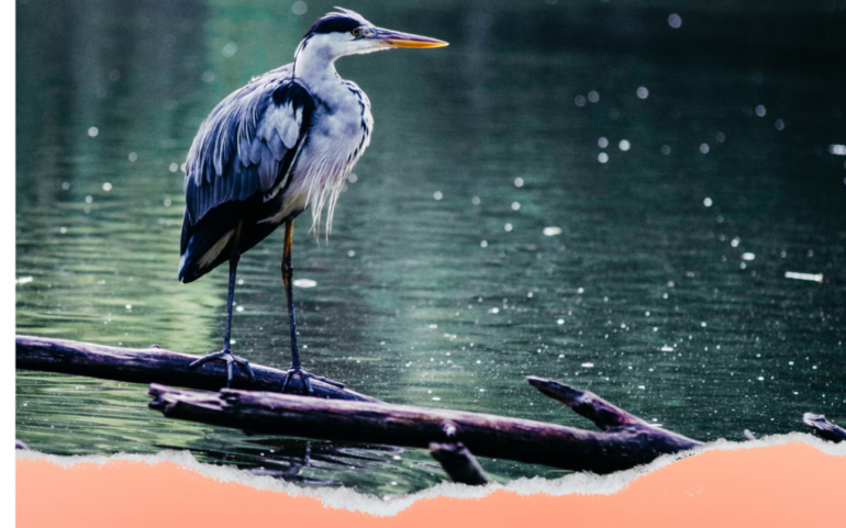 Ruta guiada para avistar las aves acuáticas que invernan en el Embalse del Ebro