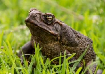 La Asociación Herpetelógica Timón ofrecerá un curso de herpetología en Reinosa del 1 al 3 de mayo