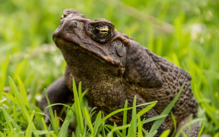 La Asociación Herpetelógica Timón ofrecerá un curso de herpetología en Reinosa del 1 al 3 de mayo